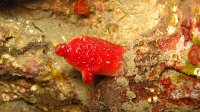 010 Ascidie rouge (Halocynthia papillosa)